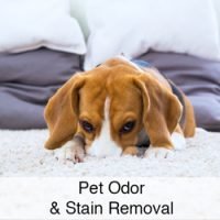 pet odor removal